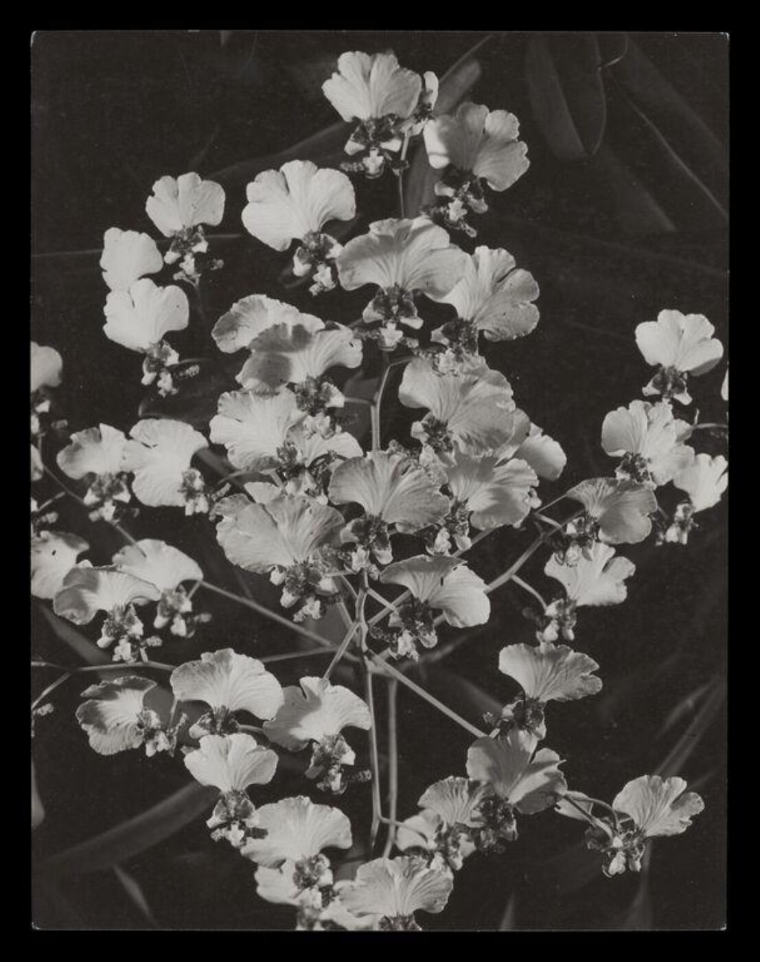 Hinde, John Wilfrid, Orchids