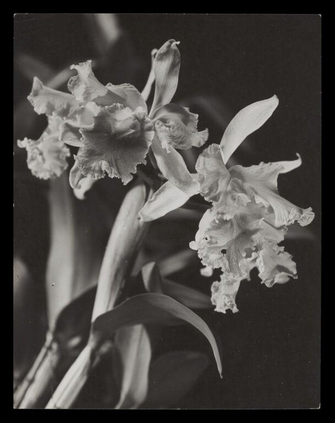 Hinde, John Wilfrid, Orchids