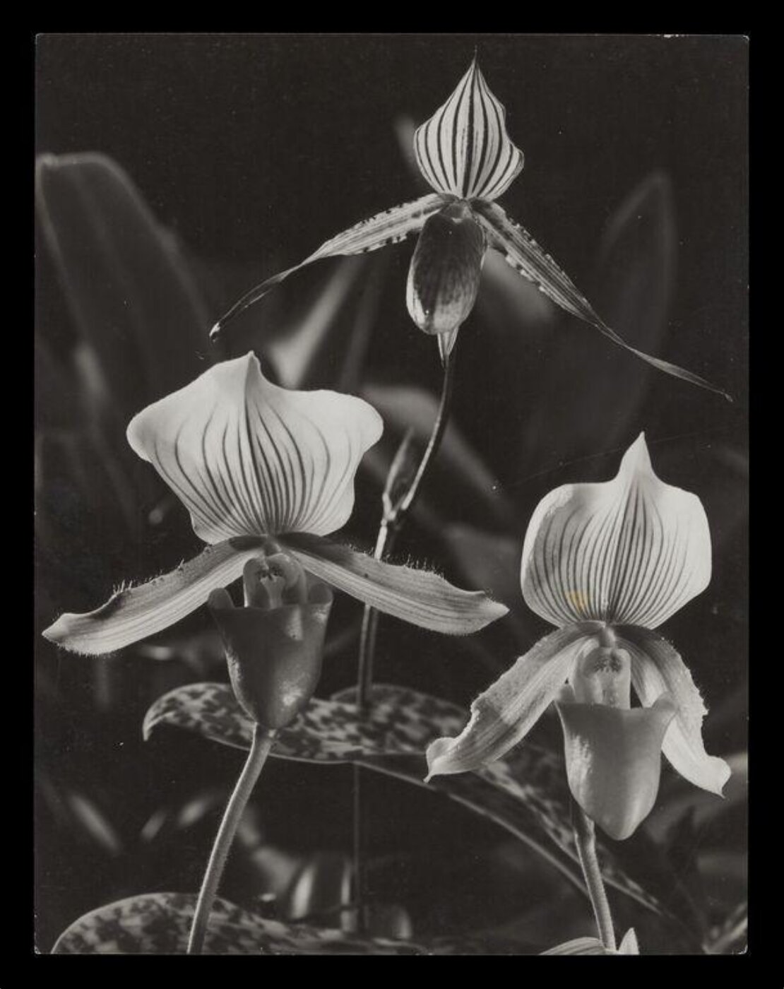 Hinde, John Wilfrid, Orchids