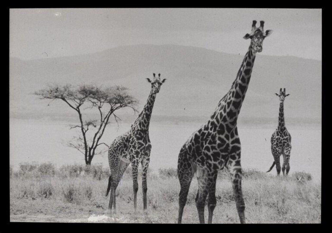Hinde, John Wilfrid, Three Giraffes