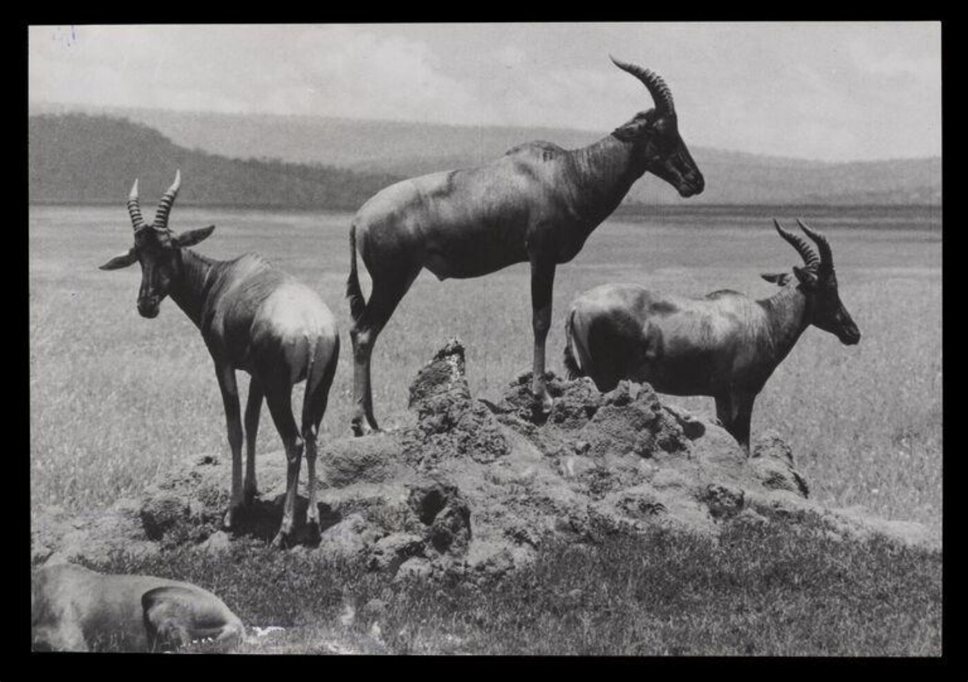 Hinde, John Wilfrid, Three Goats