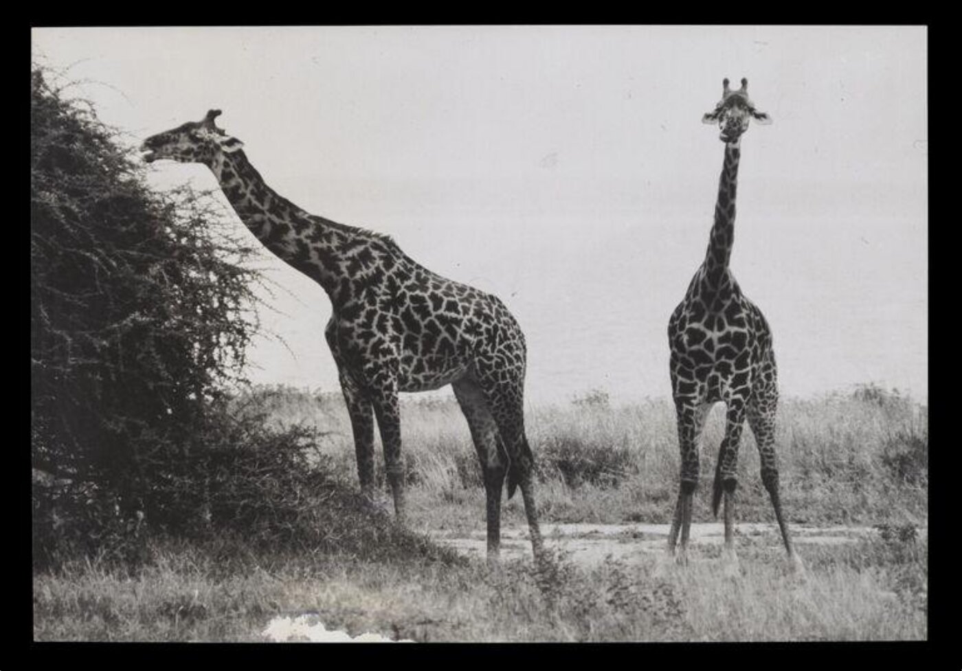 Hinde, John Wilfrid, Two Giraffes