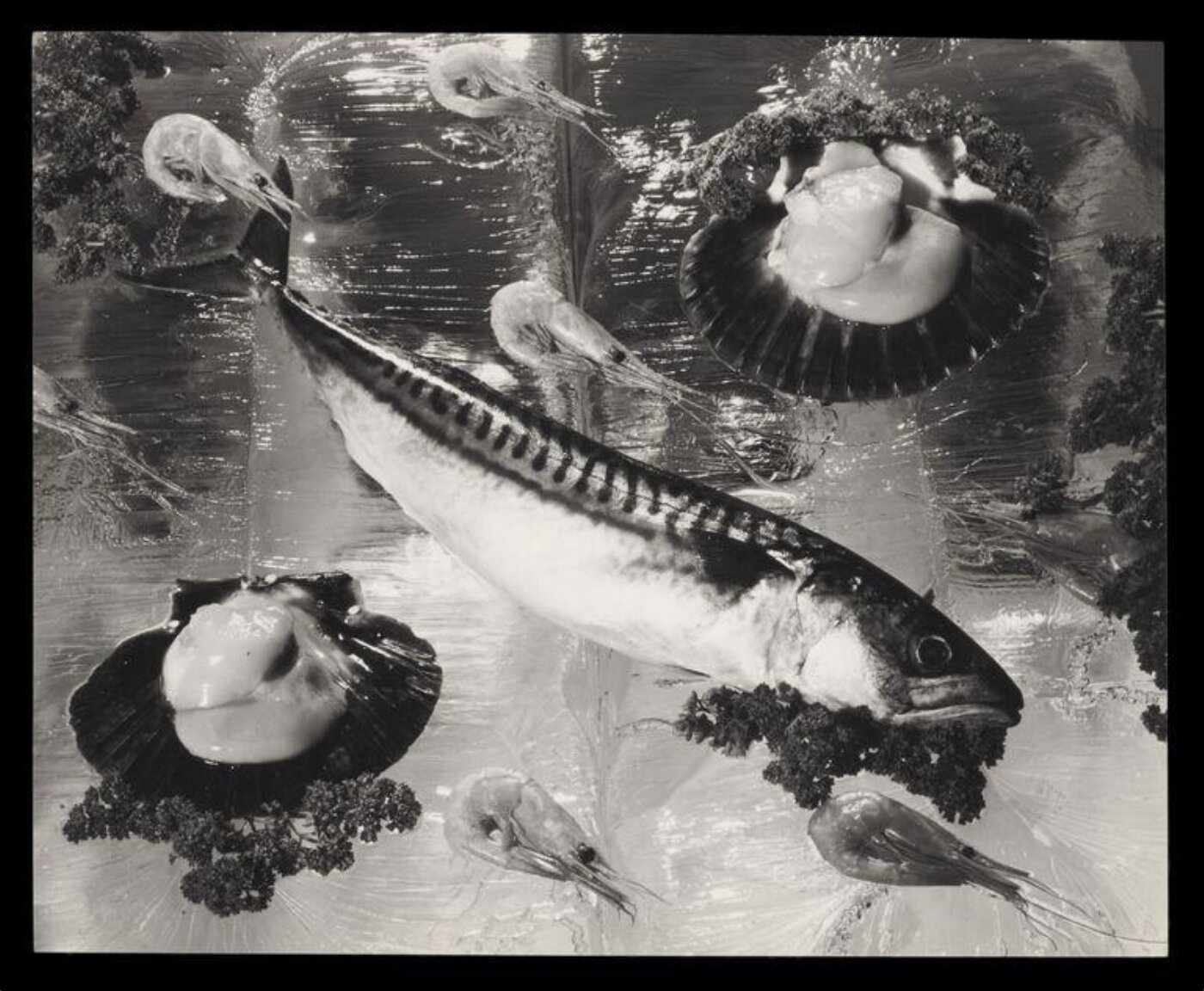 Jarvis, Don, Study of a Mackerel with Accompanying Shellfish